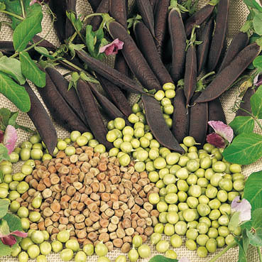 Capuchin Blue-Podded Pea