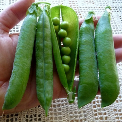 Shelling Pea 'Alderman' / 'Telefono' 350 Seeds (100g)