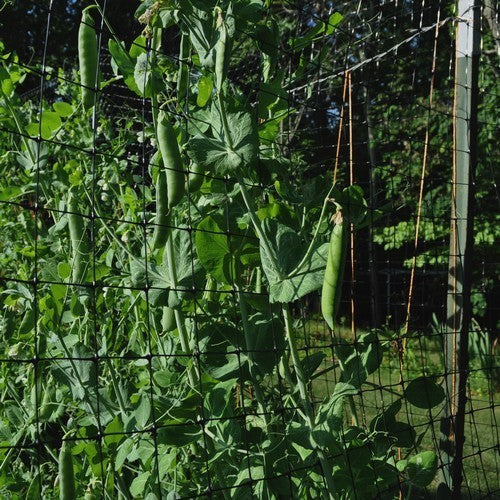 Shelling Pea 'Alderman' / 'Telefono' 350 Seeds (100g)