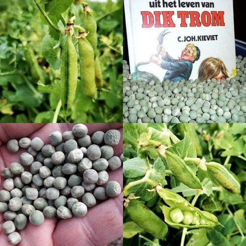 Doperwten-Stam 'Dik Trom' 100g