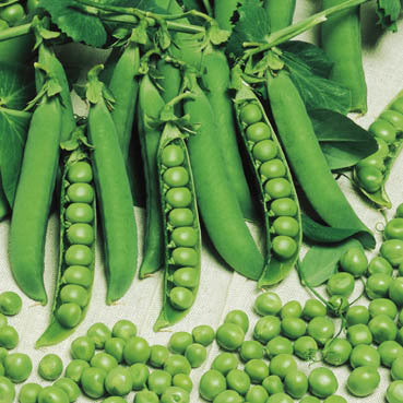 Pea 'Eerste Vroege Mei' / 'Meikoningin' 100g