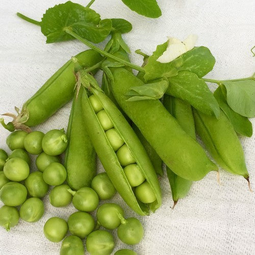 Shelling Pea 'Extra Early Pedigree'