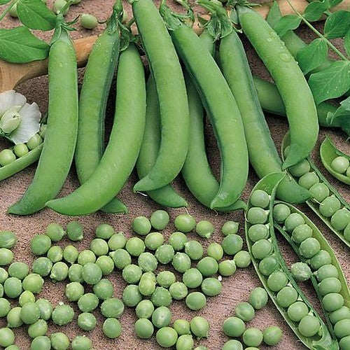 Doperwten-Rijs 'Mechelse- of Edelkrombek' ±400 Zaden (100 G)