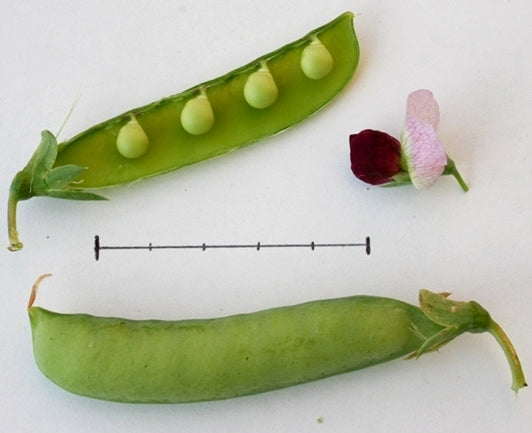 Doperwten-Stam ‘Graärt Anika Lettland’ & ‘Svalovs Belloärt’