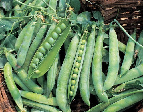Doperwten-Stam 'Hurst Green Shaft'