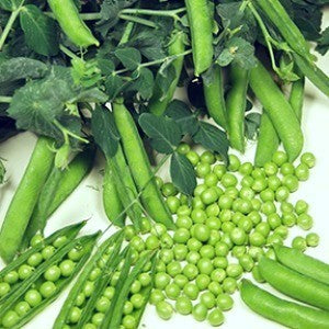 Garden Pea '(Laxton's) Progress No.9' / 'Karina'