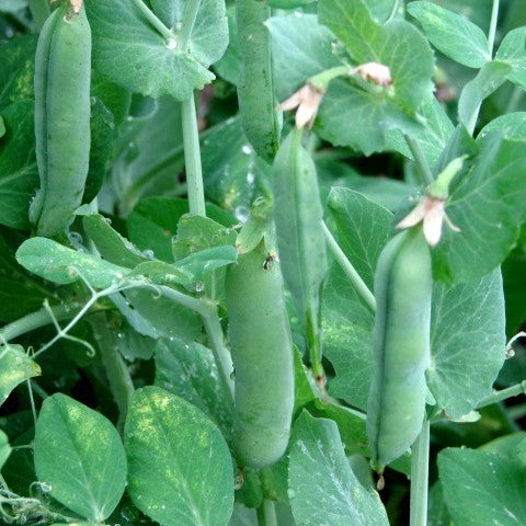 Garden Pea '(Laxton's) Progress No.9' / 'Karina'