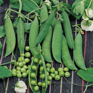 Doperwten-Stam 'Kelvedon Wonder'