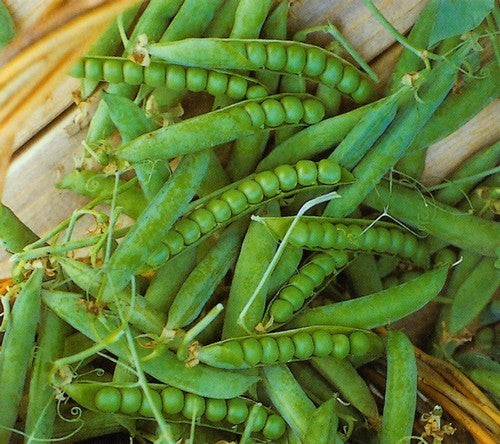 Pea 'Ambassador' / 'Markana'