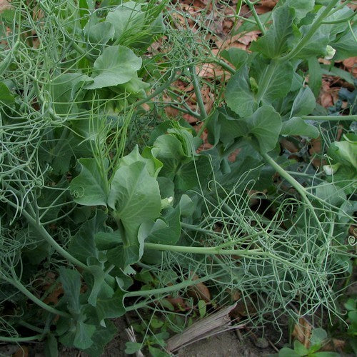 Pea 'Ambassador' / 'Markana'