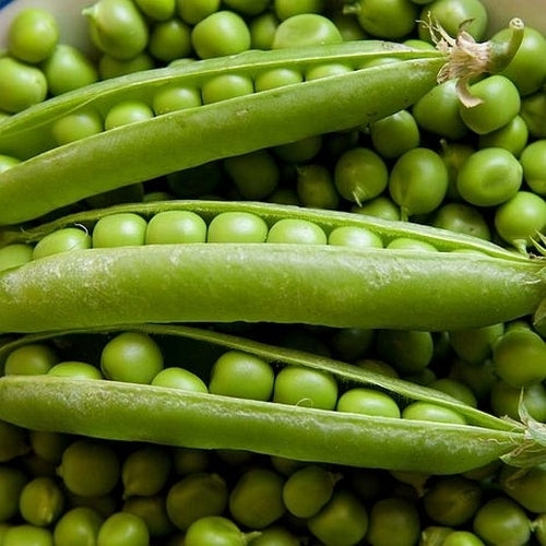 Shell Pea 'Rondo'