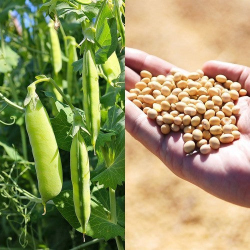 Yellow Peas 'Tiberius'