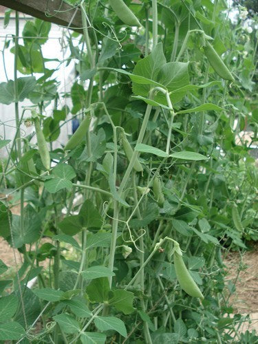 Suikererwten 'Super Sugar Snap'