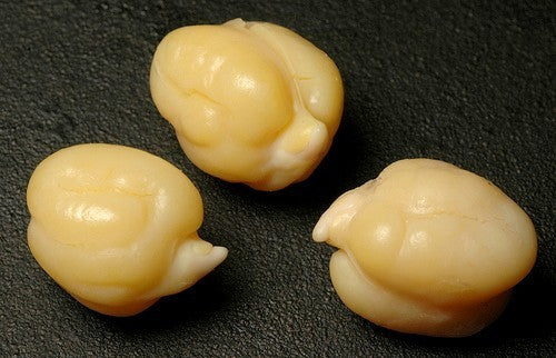 Chickpea 'Sultano' / 'Liscio'