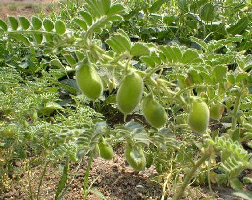 Chickpea 'Sultano' / 'Liscio'