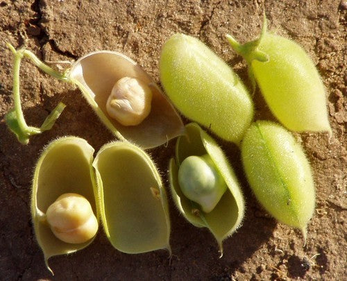 Chickpea 'Sultano' / 'Liscio'