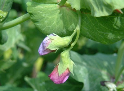 Peulen 'Carouby de Maussane' / 'Torta Flor Roxa'