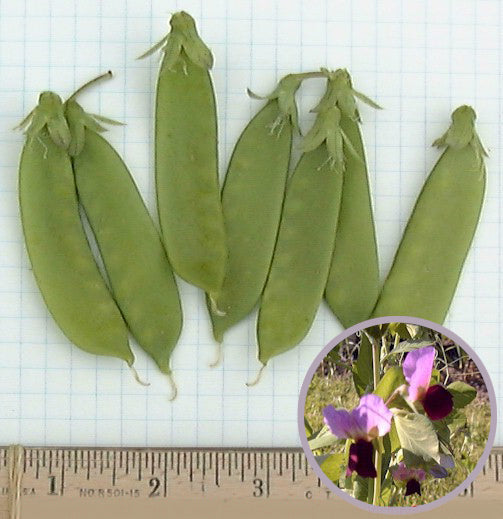 Peulen 'Carouby de Maussane' / 'Torta Flor Roxa'