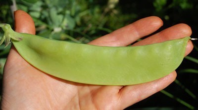 Peulen 'Carouby de Maussane' / 'Torta Flor Roxa'