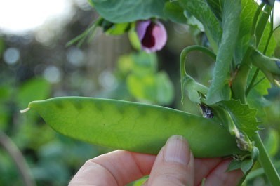 Peulen 'Carouby de Maussane' / 'Torta Flor Roxa'
