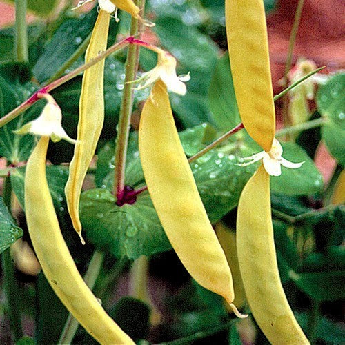 Golden Pods 'Golden Sweet' / 'Golden India'