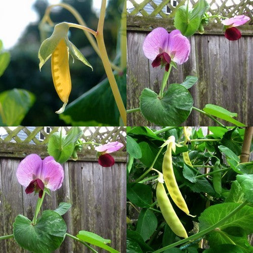 Golden Pods 'Golden Sweet' / 'Golden India'
