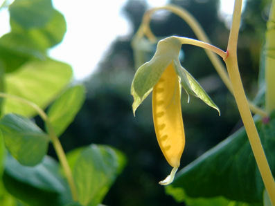 Golden Pods 'Golden Sweet' / 'Golden India'
