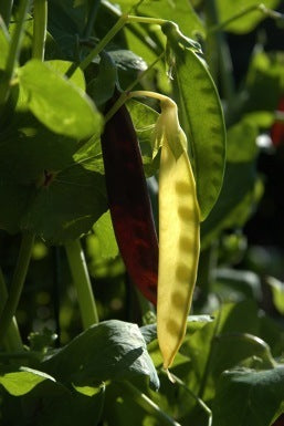 Golden Pods 'Golden Sweet' / 'Golden India'