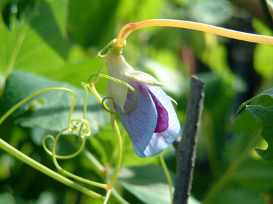 Golden Pods 'Golden Sweet' / 'Golden India'
