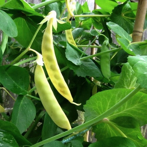 Golden Pods 'Golden Sweet' / 'Golden India'