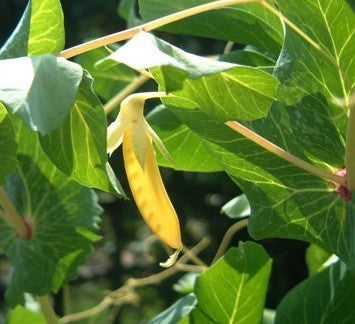 Golden Pods 'Golden Sweet' / 'Golden India'