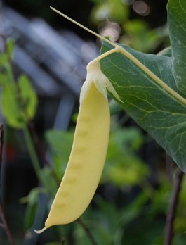 Golden Pods 'Golden Sweet' / 'Golden India'