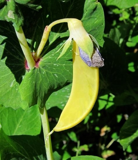 Golden Pods 'Golden Sweet' / 'Golden India'