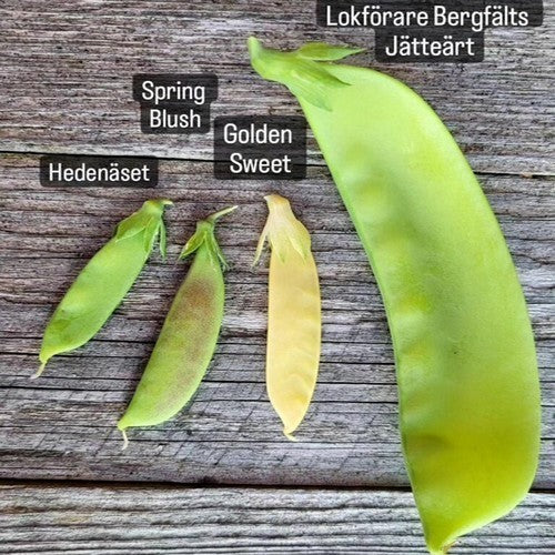Peulen 'Lokförare Bergfälts Jätteärt'