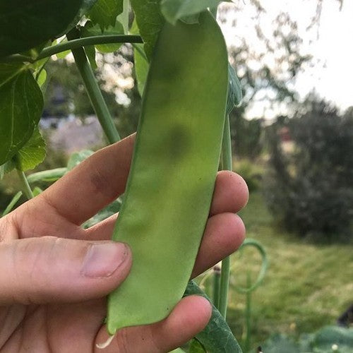 Peulen 'Lokförare Bergfälts Jätteärt'