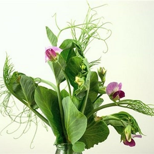 Peulen 'Magnolia Blossom'