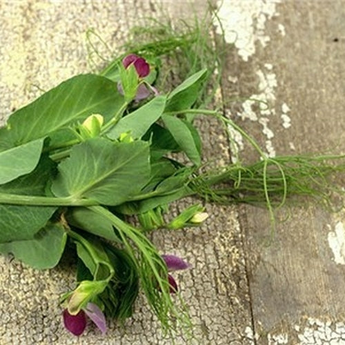 Peulen 'Magnolia Blossom'