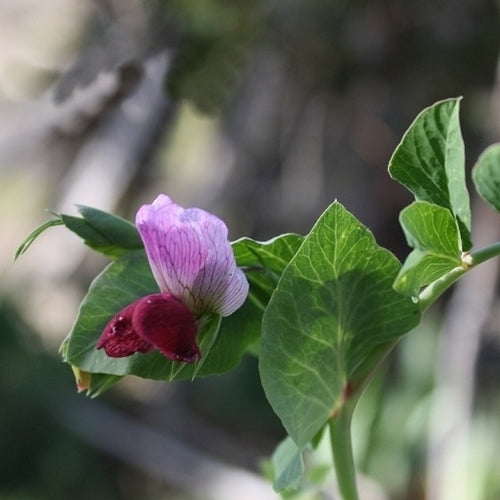 Peulen 'Magnolia Blossom'