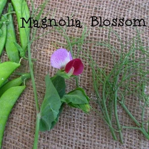 Peulen 'Magnolia Blossom'