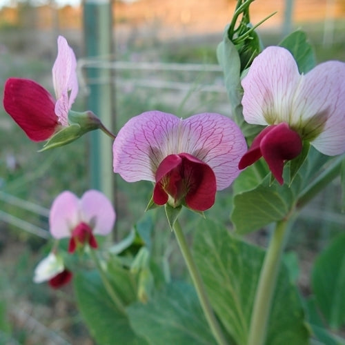 Peulen 'Magnolia Blossom'