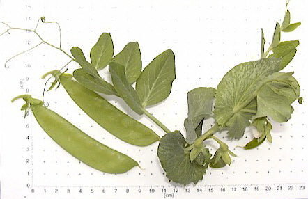 Peulen 'Oregon Sugar Pod'