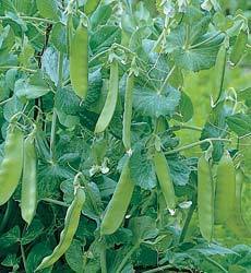 Peulen 'Oregon Sugar Pod'