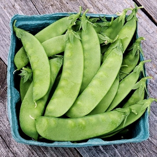 Peas 'Oregon Giant'