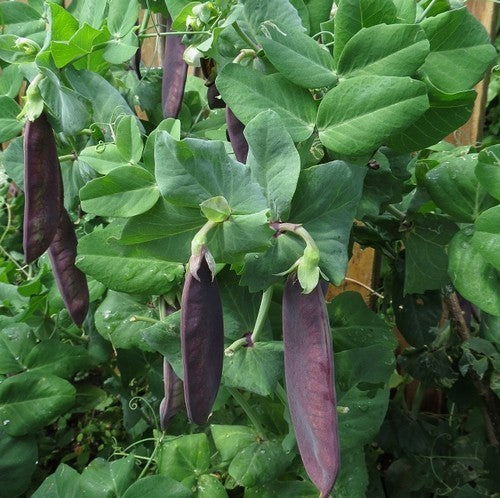 Peulen 'Shiraz'
