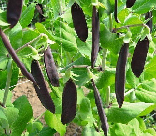 Peulen 'Shiraz'