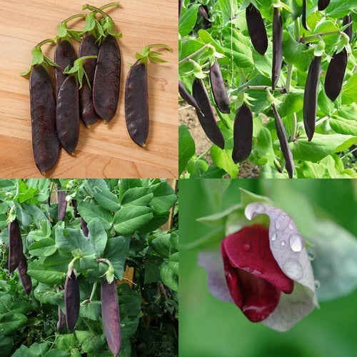 Peulen 'Shiraz'