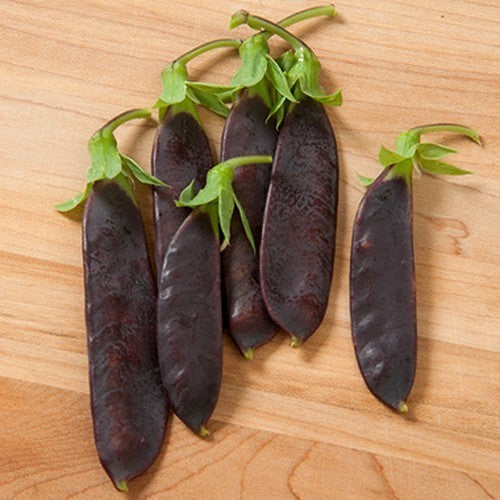 Peulen 'Shiraz'