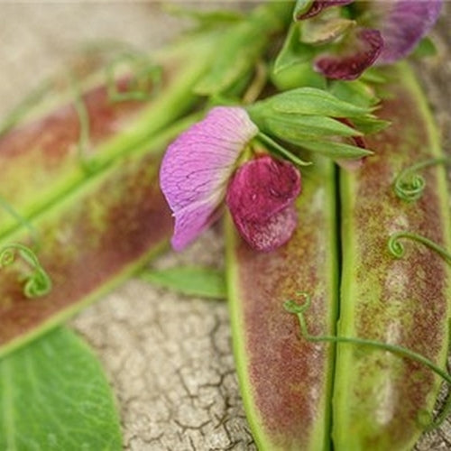 Peas 'Spring Blush'