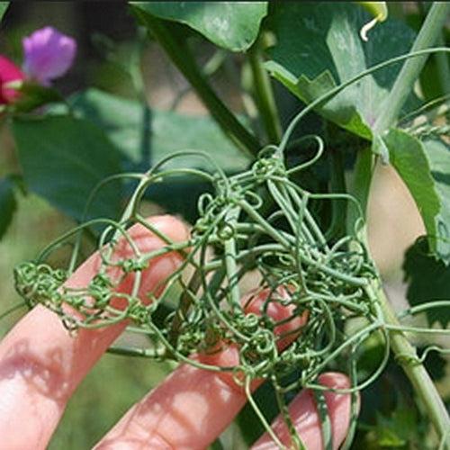 Peas 'Spring Blush'
