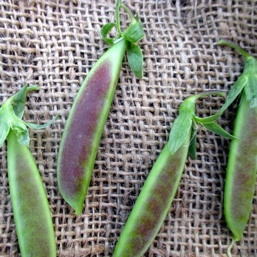 Peas 'Spring Blush'